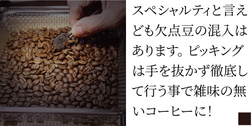 トップページ-スペシャルティコーヒーのピッキング！.jpg