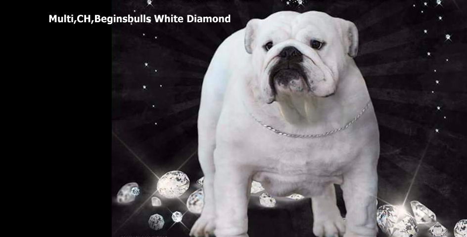Multi,CH,Beginsbulls White Diamond