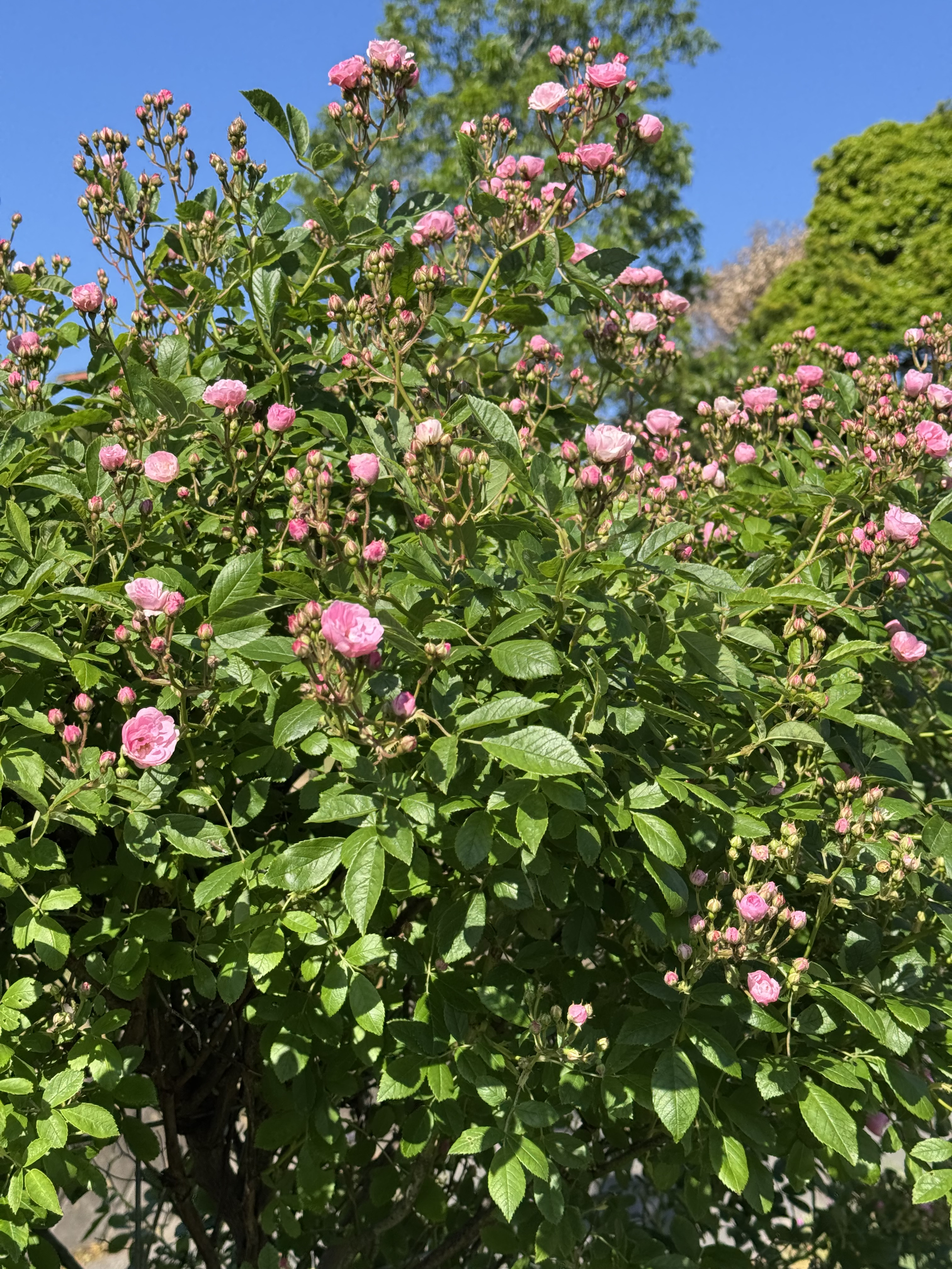 IMG_5978.jpeg