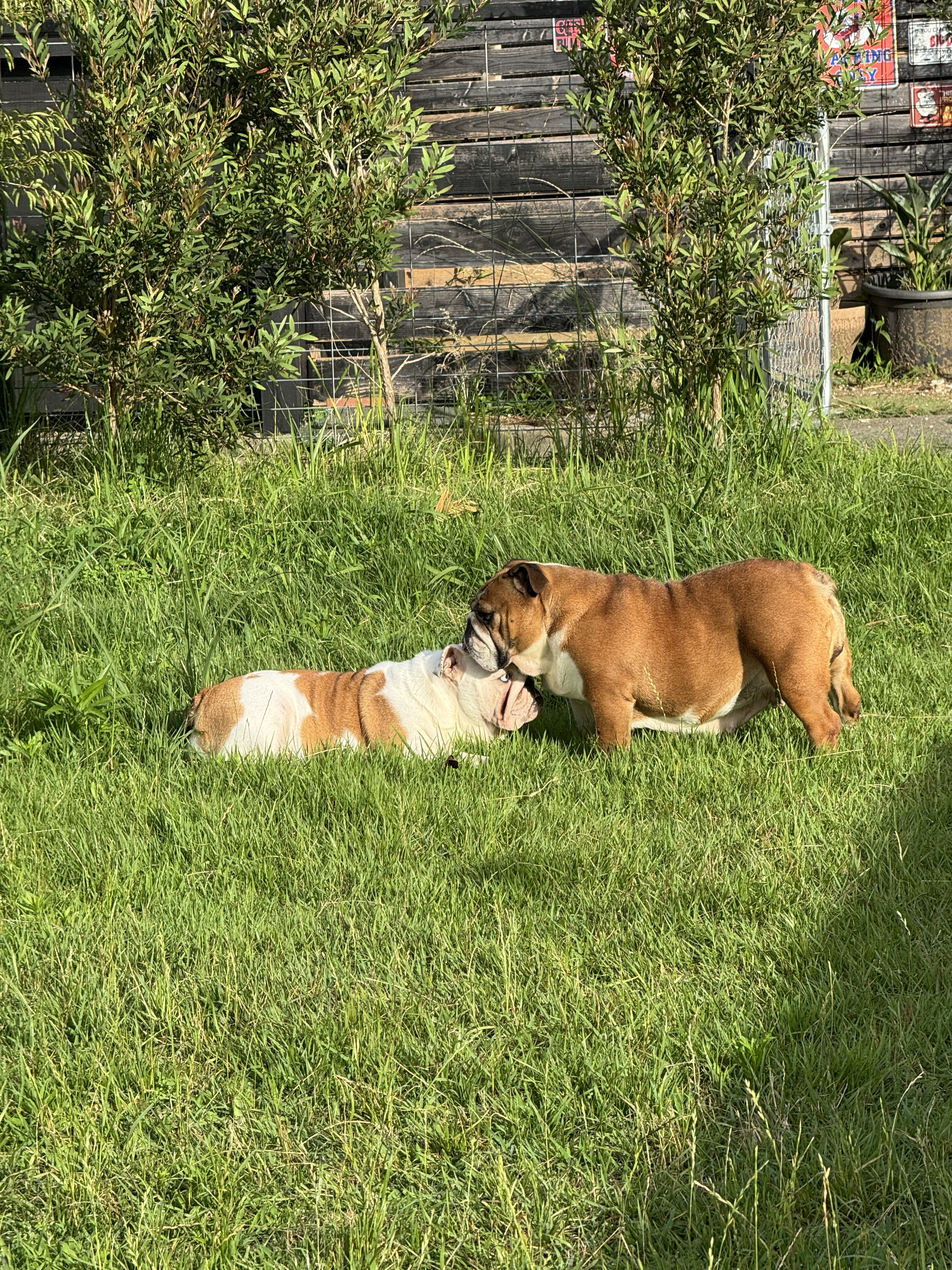 IMG_6354.jpeg