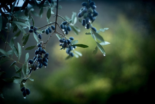 olives-5043603_1280.jpg