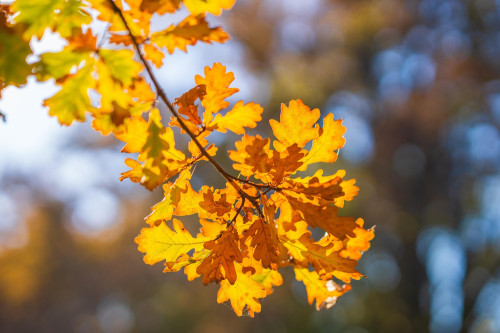chiemseherin-fall-6828995.jpg