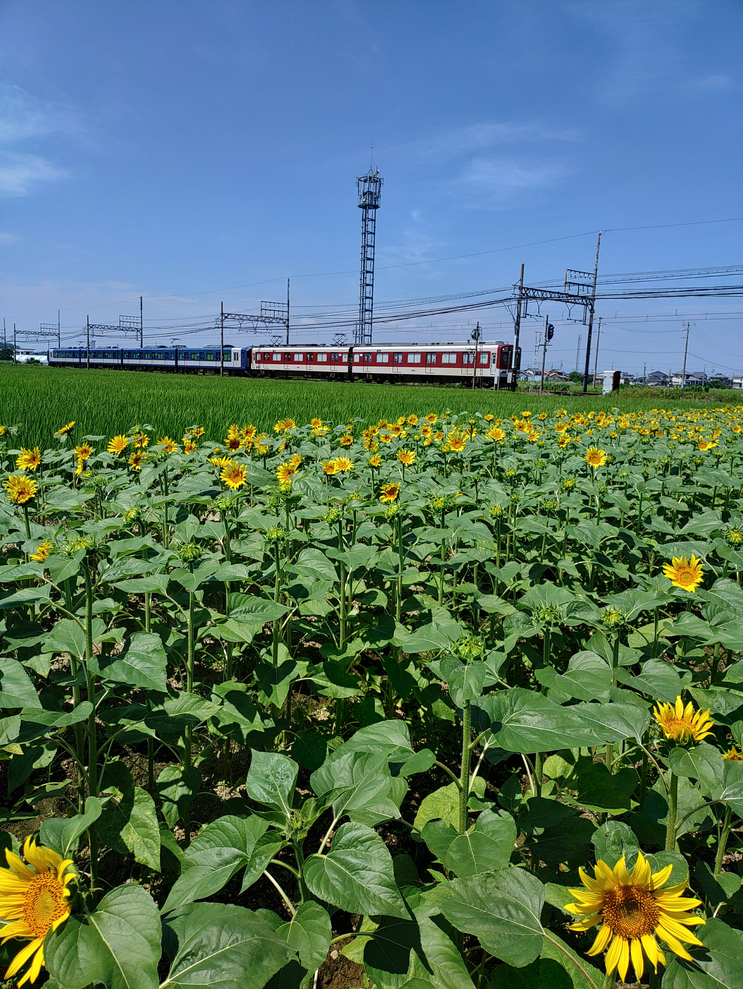 稲と向日葵と近鉄電車