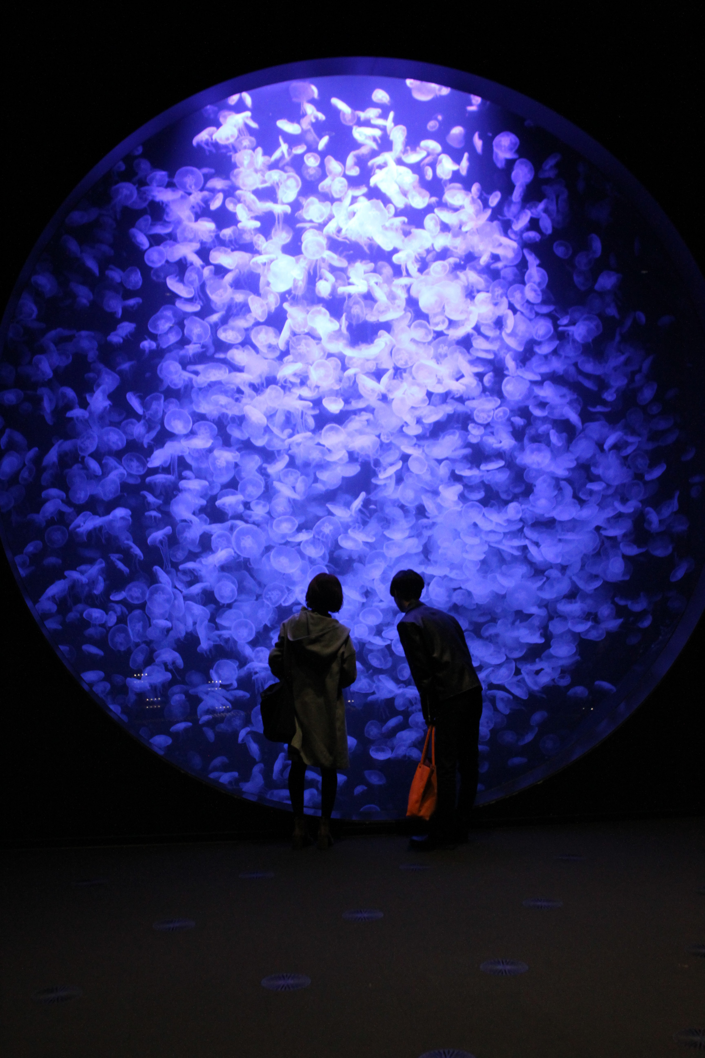 加茂水族館