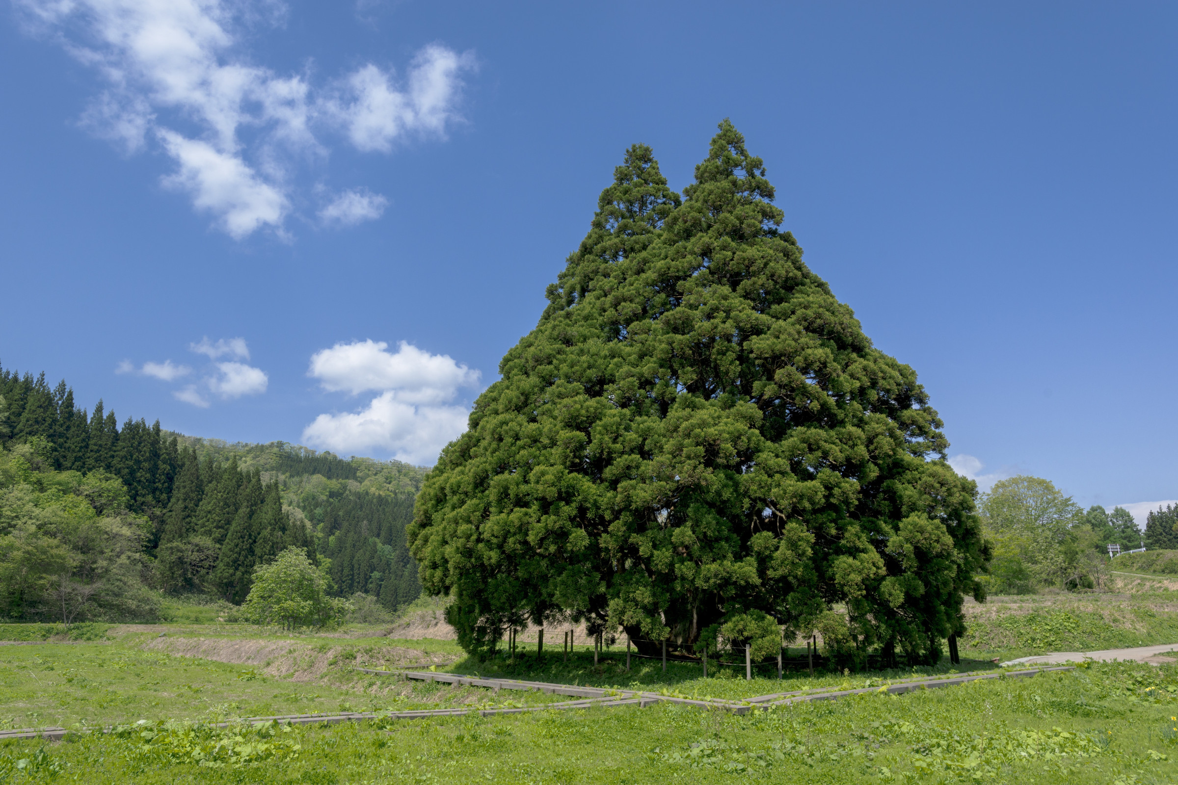 小杉の大杉（トトロの木）