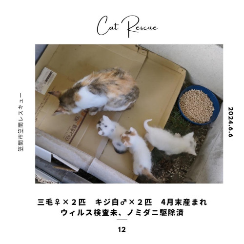 ～ CPC SUNDAY MARKET 出店者 『茨城さくらねこの会』 さんのご紹介 ～