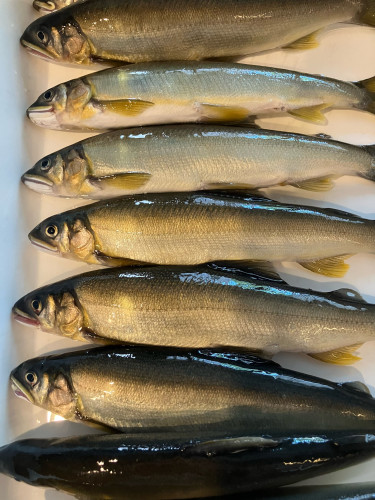 鮎