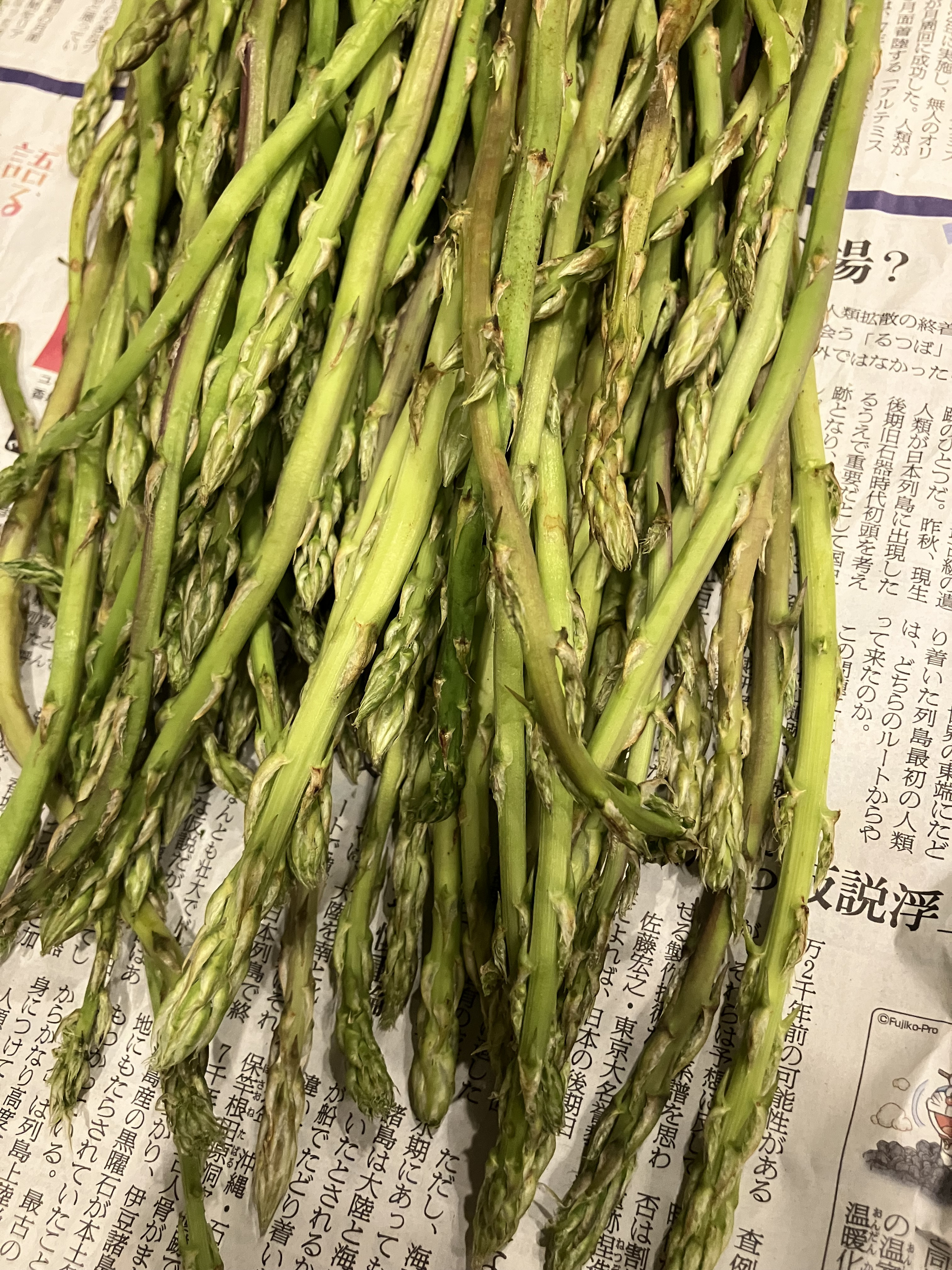 野生のアスパラ