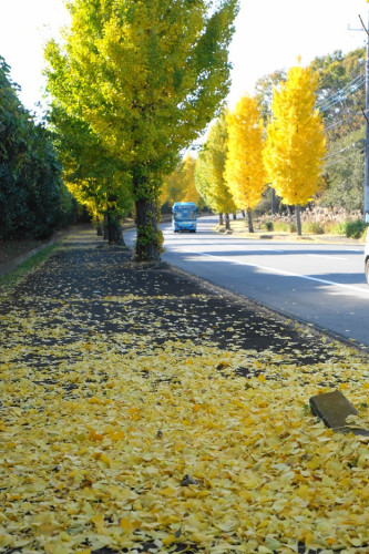 DSCF3531 (1)補正×15%.jpg