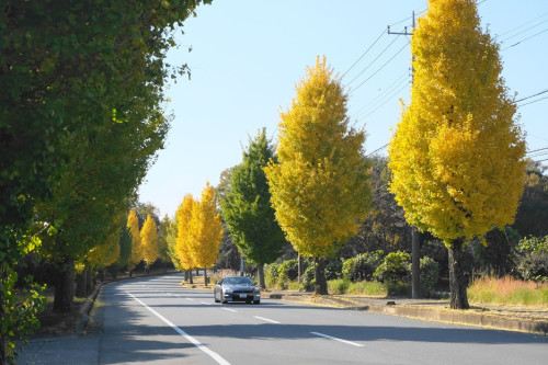 DSCF3528 (1)補正×15%.jpg