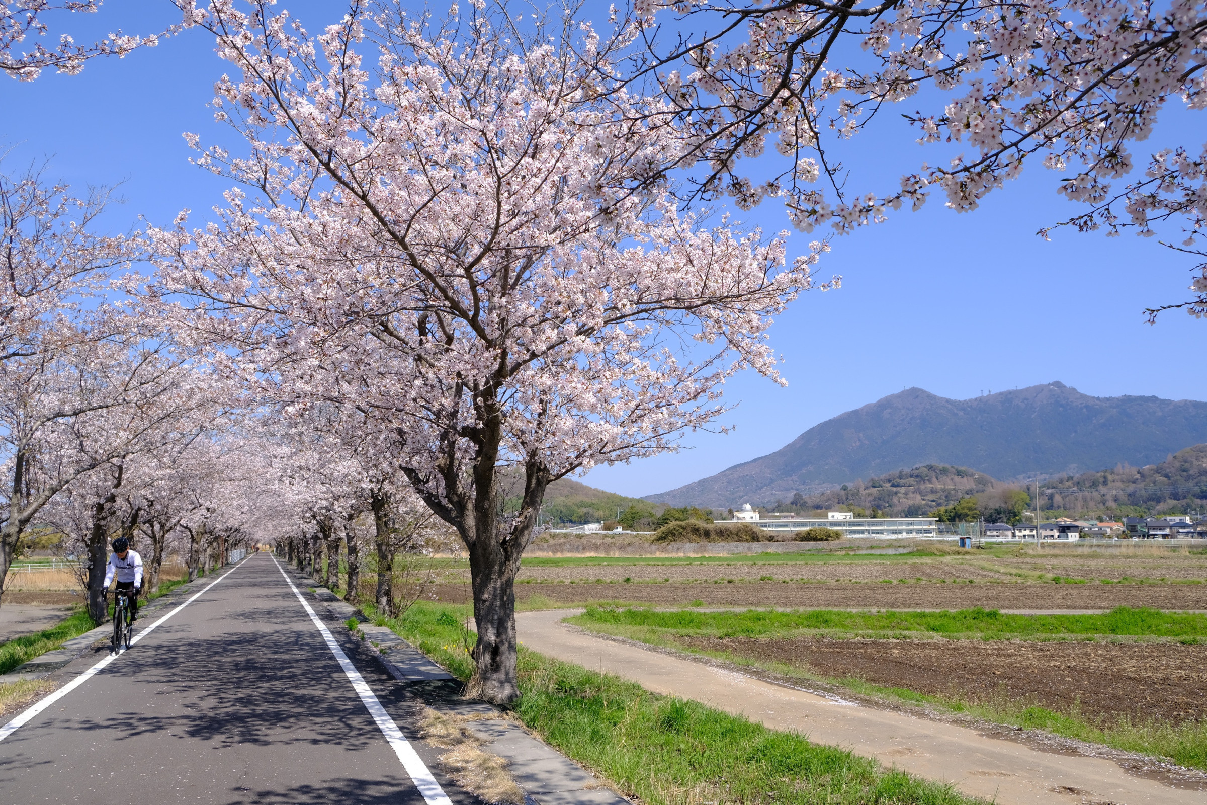 つくば霞ケ浦りんりんロードの桜（R8.4.5 撮影）