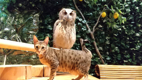猫とフクロウ2.jpg