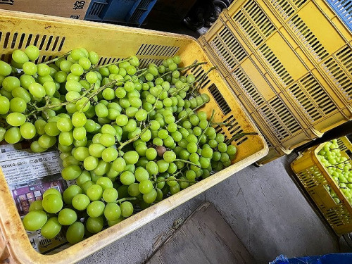収穫したばかりの葡萄