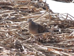 DSCN6563.JPG