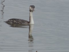 RSCN6955.JPG