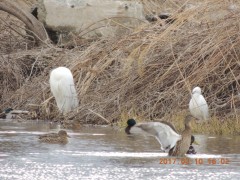 DSCN7016.JPG