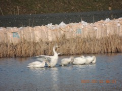 DSCN7037.JPG