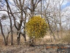 DSCN7218.JPG