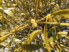 DSCN7221.JPG