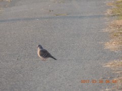 DSCN7515.JPG