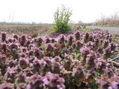 DSCN7614.JPG