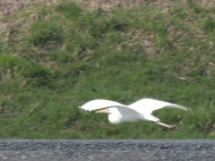 RSCN7827.JPG