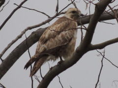 RSCN7598.JPG