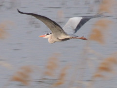 RSCN7487.JPG