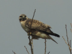 RSCN7573.JPG