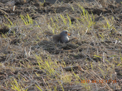 DSCN7952.JPG