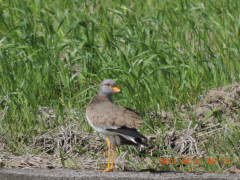 DSCN7979.JPG