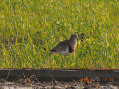 DSCN8039.JPG