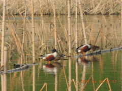 DSCN8058.JPG