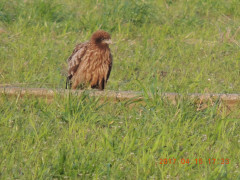 DSCN8088.JPG
