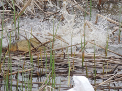RSCN8229.JPG