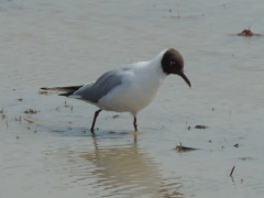 RSCN8354.JPG