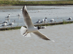 RSCN8357.JPG