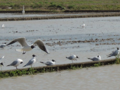 RSCN8356.JPG