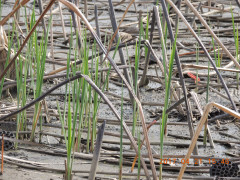 DSCN8386.JPG