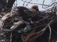RSCN7828.JPG