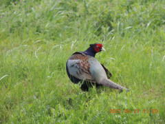 DSCN8474.JPG