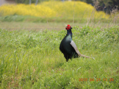 DSCN8480.JPG