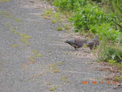 DSCN8518.JPG