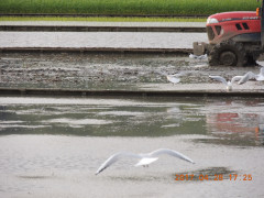 DSCN8588.JPG