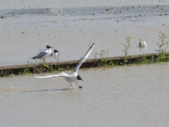 RSCN8355.JPG