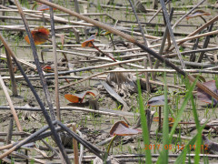 DSCN9441.JPG