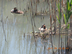 DSCN9655.JPG