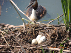 DSCN9740.JPG