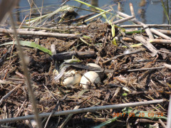 DSCN9737.JPG