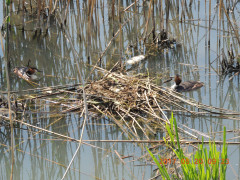DSCN9735.JPG